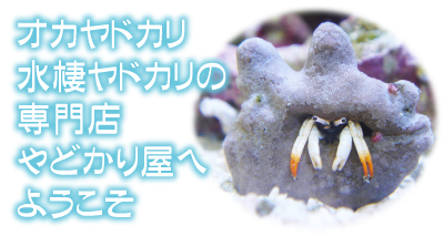 やどかり屋へようこそ!