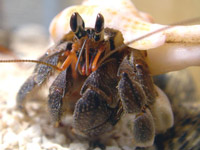 Ȃǂ